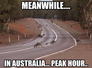 Oz Peak Hour